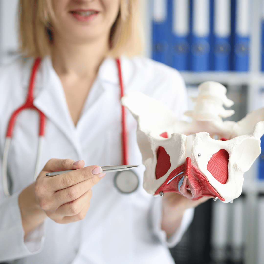 mięśnie dna miednicy, model
